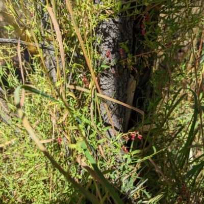 Einadia nutans (Climbing Saltbush) at Mount Majura - 8 Jan 2023 by Avery