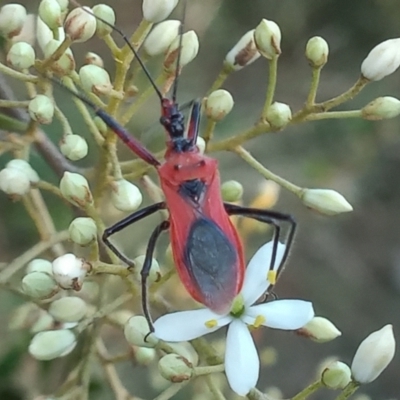 Gminatus australis (Orange assassin bug) at Pine Island to Point Hut - 9 Jan 2023 by michaelb