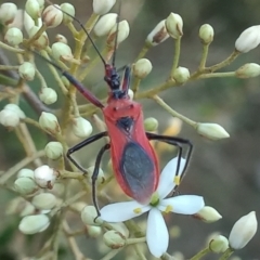 Gminatus australis (Orange assassin bug) at Greenway, ACT - 9 Jan 2023 by michaelb