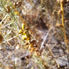 Microtis sp. (Onion Orchid) at Mount Majura - 8 Jan 2023 by abread111