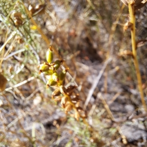 Microtis sp. at Watson, ACT - 9 Jan 2023