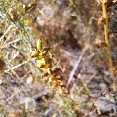 Microtis sp. (Onion Orchid) at Mount Majura - 8 Jan 2023 by abread111