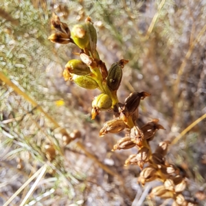 Microtis sp. at Watson, ACT - suppressed