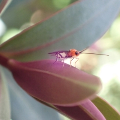 Braconidae sp. (family) (Unidentified braconid wasp) at Murrumbateman, NSW - 3 Jan 2023 by SimoneC