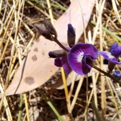 Glycine tabacina (Variable Glycine) at Mount Majura - 9 Jan 2023 by abread111