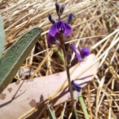 Glycine tabacina at Watson, ACT - 9 Jan 2023 11:19 AM