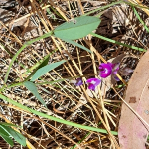 Glycine tabacina at Watson, ACT - 9 Jan 2023 11:19 AM