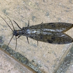 Archichauliodes (Riekochauliodes) guttiferus (Dobsonfly or Fishfly) at Jerrabomberra, NSW - 8 Jan 2023 by SteveBorkowskis
