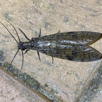 Archichauliodes (Riekochauliodes) guttiferus (Dobsonfly or Fishfly) at QPRC LGA - 8 Jan 2023 by Steve_Bok