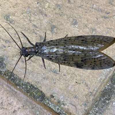 Archichauliodes (Riekochauliodes) guttiferus (Dobsonfly or Fishfly) at Jerrabomberra, NSW - 8 Jan 2023 by SteveBorkowskis