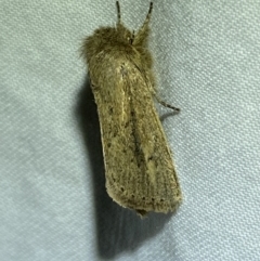 Leucania (genus) (A noctuid moth) at Jerrabomberra, NSW - 8 Jan 2023 by Steve_Bok