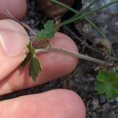 Geranium sp. (Geranium) at Paddys River, ACT - 8 Jan 2023 by MattM