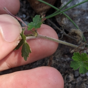 Geranium sp. at Paddys River, ACT - suppressed