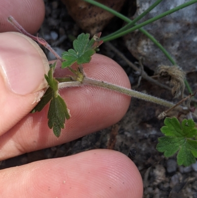 Geranium sp. (Geranium) at Paddys River, ACT - 8 Jan 2023 by MattM