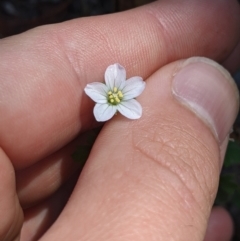 Geranium sp. at Paddys River, ACT - suppressed