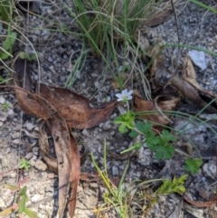 Geranium sp. at Paddys River, ACT - suppressed