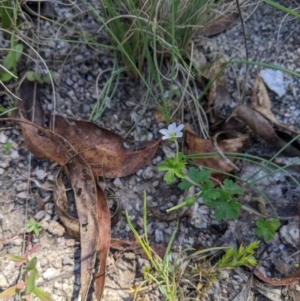 Geranium sp. at Paddys River, ACT - suppressed