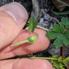 Geranium sp. at Paddys River, ACT - suppressed