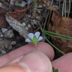 Geranium sp. at Paddys River, ACT - suppressed