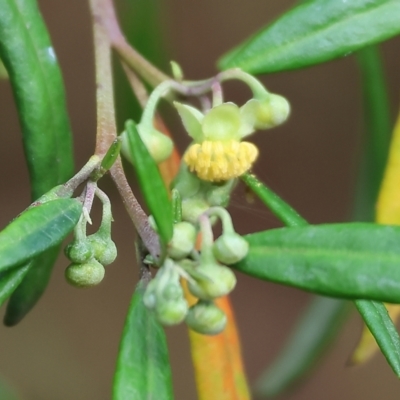 Beyeria lasiocarpa (Wallaby bush) at Pambula Beach, NSW - 31 Dec 2022 by KylieWaldon