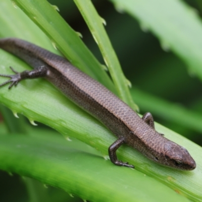 Lampropholis delicata (Delicate Skink) at Pambula Beach, NSW - 31 Dec 2022 by KylieWaldon