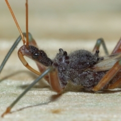 Pristhesancus plagipennis (Bee Killer Assassin Bug) at Wellington Point, QLD - 7 Jan 2023 by TimL