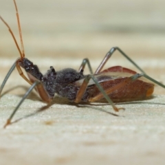 Pristhesancus plagipennis at Wellington Point, QLD - suppressed