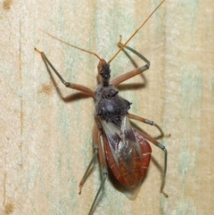Pristhesancus plagipennis at Wellington Point, QLD - suppressed