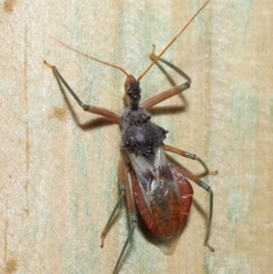 Pristhesancus plagipennis at Wellington Point, QLD - suppressed