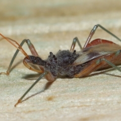 Pristhesancus plagipennis at Wellington Point, QLD - suppressed