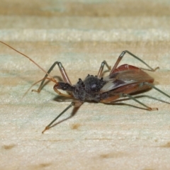 Pristhesancus plagipennis at Wellington Point, QLD - suppressed