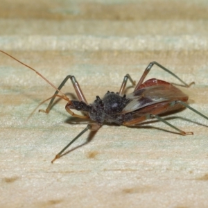 Pristhesancus plagipennis at Wellington Point, QLD - suppressed