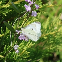 Pieris rapae (Cabbage White) at Pambula Beach, NSW - 28 Dec 2022 by KylieWaldon