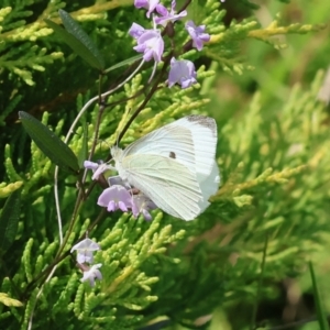 Pieris rapae at Pambula Beach, NSW - 28 Dec 2022 03:51 PM