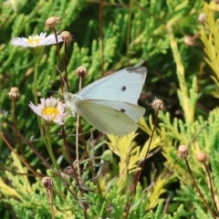 Pieris rapae at Pambula Beach, NSW - 28 Dec 2022 03:51 PM