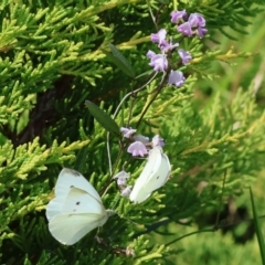 Pieris rapae at Pambula Beach, NSW - 28 Dec 2022