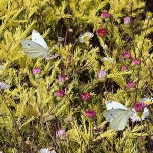 Pieris rapae at Pambula Beach, NSW - 28 Dec 2022 03:51 PM