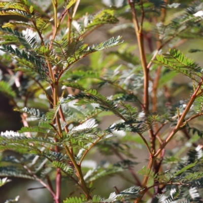 Acacia terminalis (Sunshine Wattle) at Pambula Beach, NSW - 28 Dec 2022 by KylieWaldon