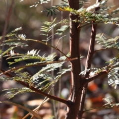 Acacia terminalis at Pambula Beach, NSW - 28 Dec 2022