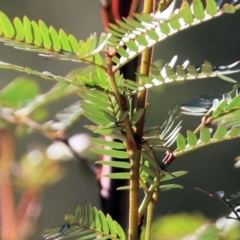 Acacia terminalis at Pambula Beach, NSW - 28 Dec 2022