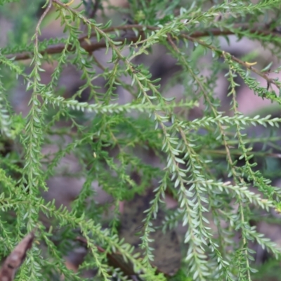 Unverified Other Shrub at Pambula Beach, NSW - 28 Dec 2022 by KylieWaldon