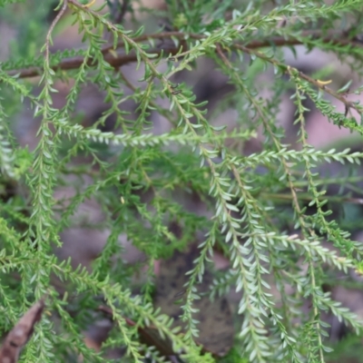 Unidentified Other Shrub at Pambula Beach, NSW - 28 Dec 2022 by KylieWaldon