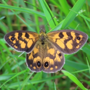 Heteronympha cordace at Cotter River, ACT - 8 Jan 2023