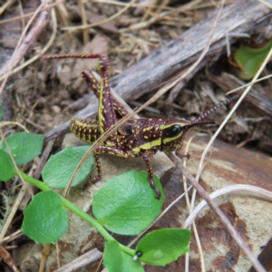 Monistria concinna at Cotter River, ACT - 8 Jan 2023