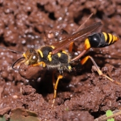 Sceliphron formosum (Formosum mud-dauber) at Wellington Point, QLD - 7 Jan 2023 by TimL