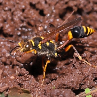 Unidentified Sand or digger wasp (Crabronidae or Sphecidae) at Wellington Point, QLD - 7 Jan 2023 by TimL