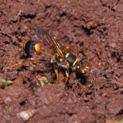 Sceliphron formosum at Wellington Point, QLD - suppressed