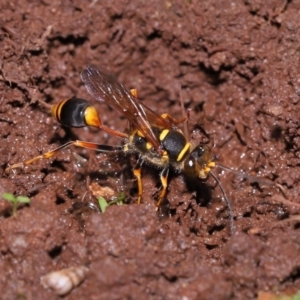 Sceliphron formosum at Wellington Point, QLD - suppressed