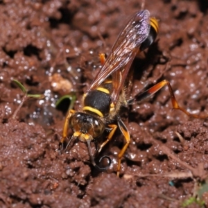 Sceliphron formosum at Wellington Point, QLD - suppressed