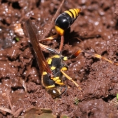 Sceliphron formosum at Wellington Point, QLD - suppressed